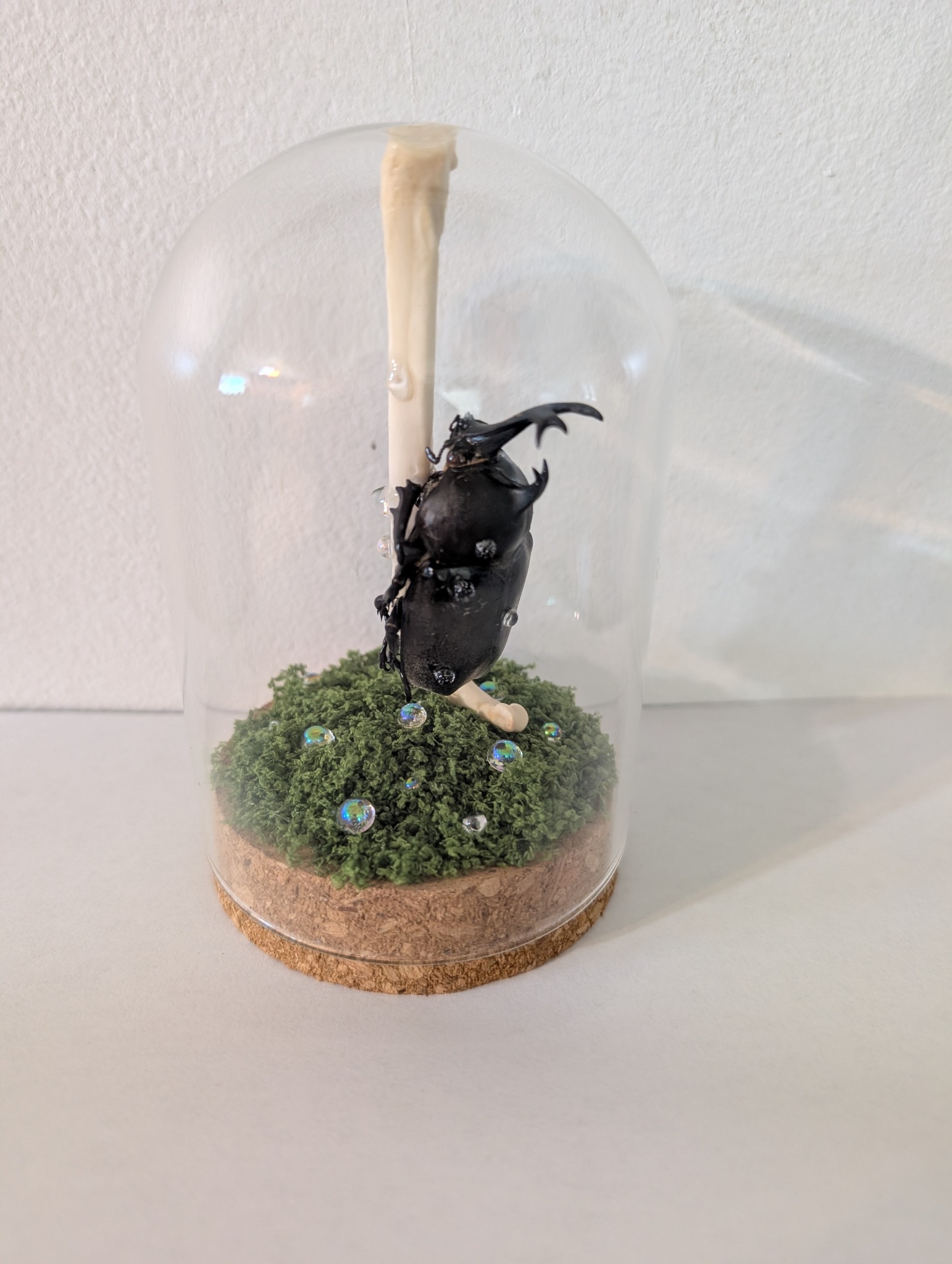 Beetle Dome