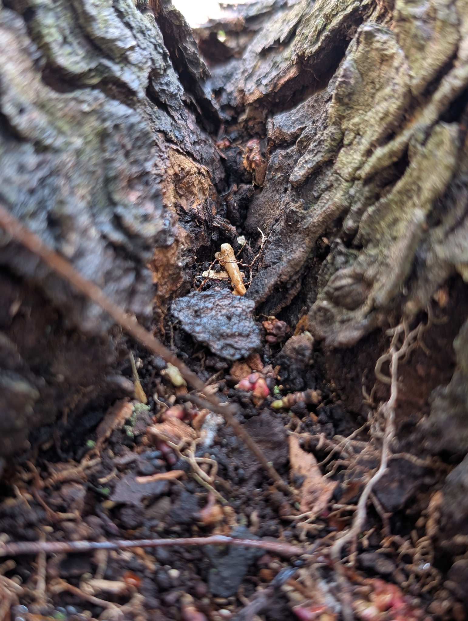Close view of the forest floor and decaying wood