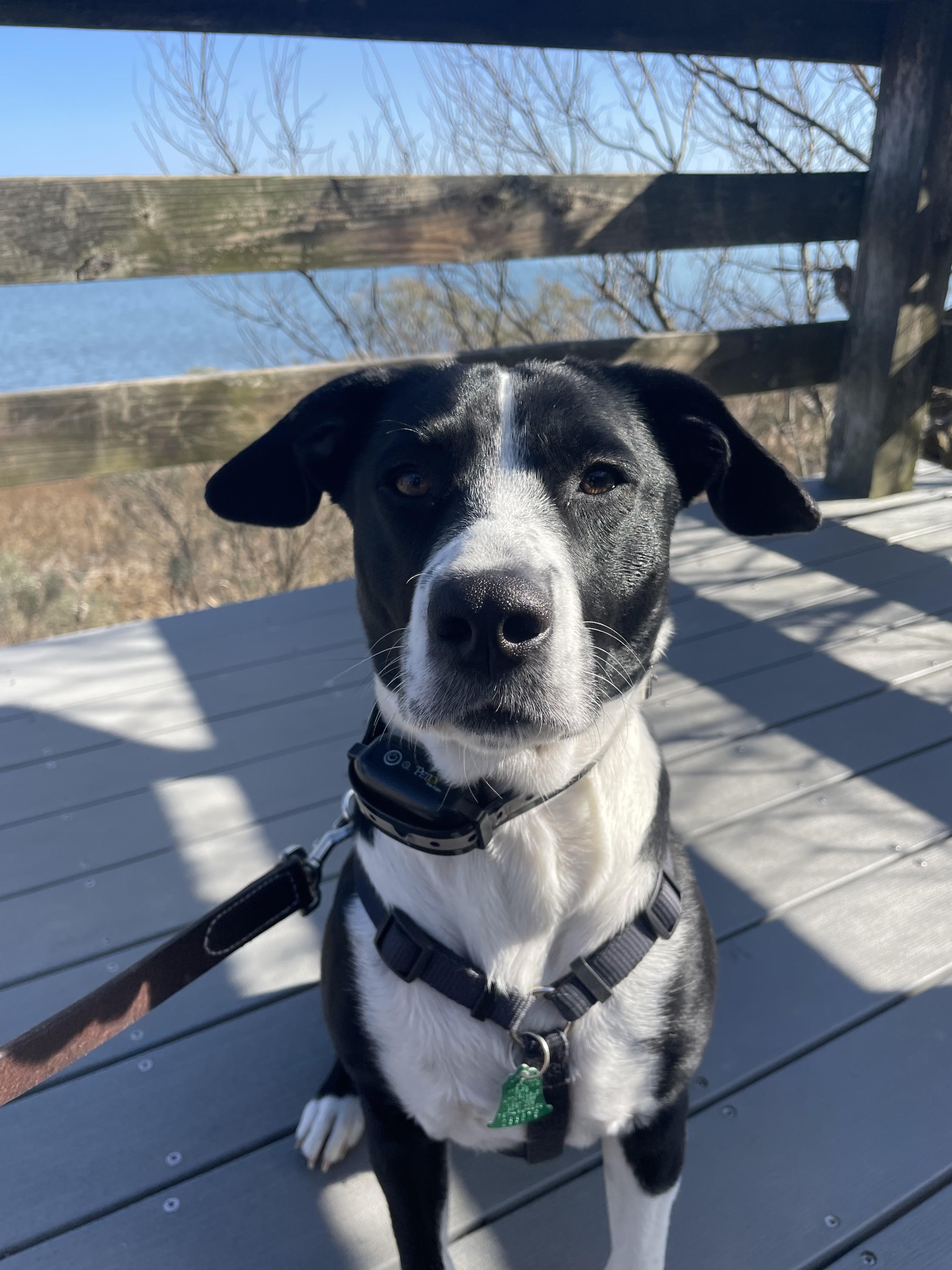 Garnet, the black and white dog, sitting on a dock