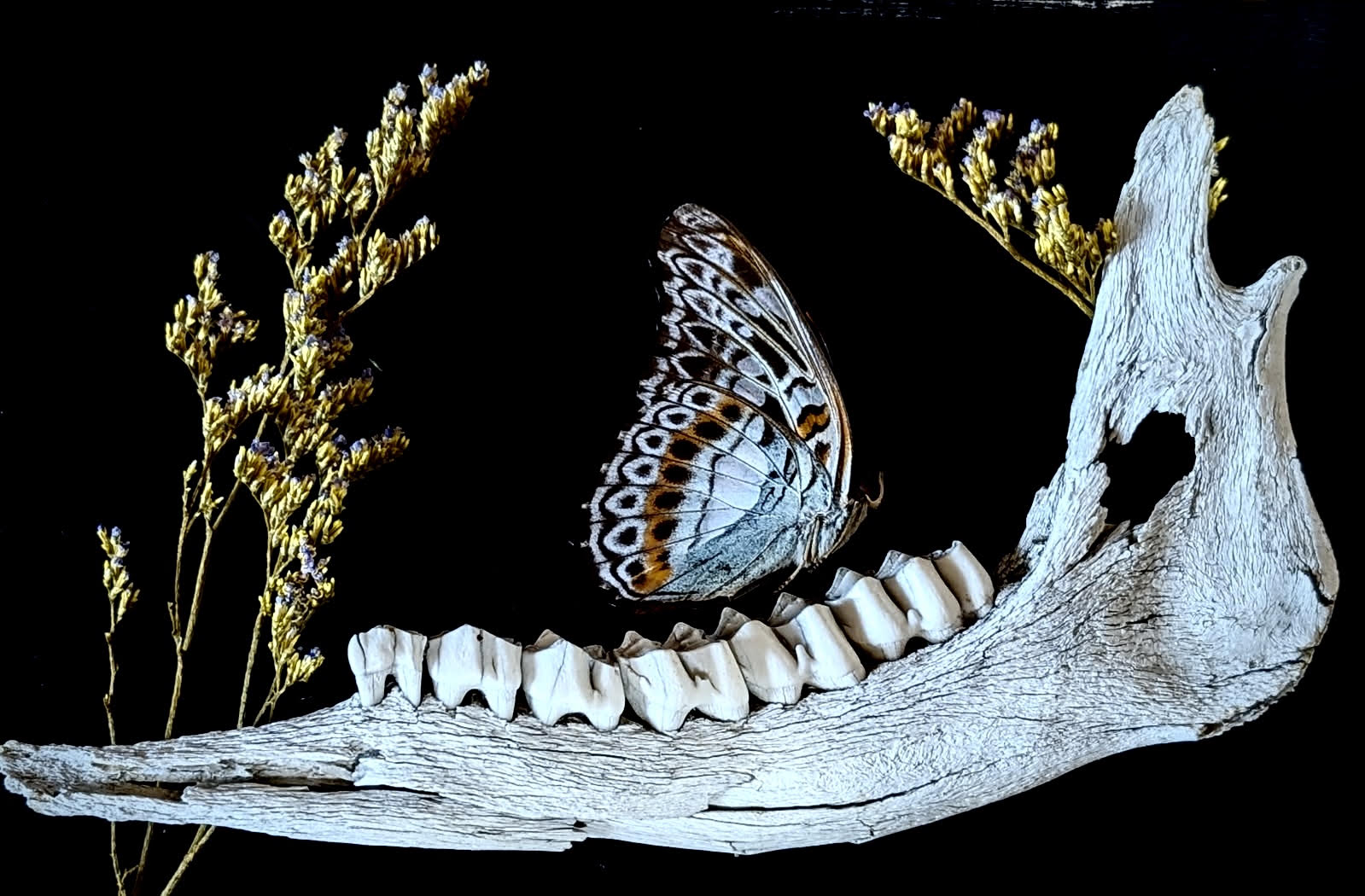 Jawbone shadowbox assemblage