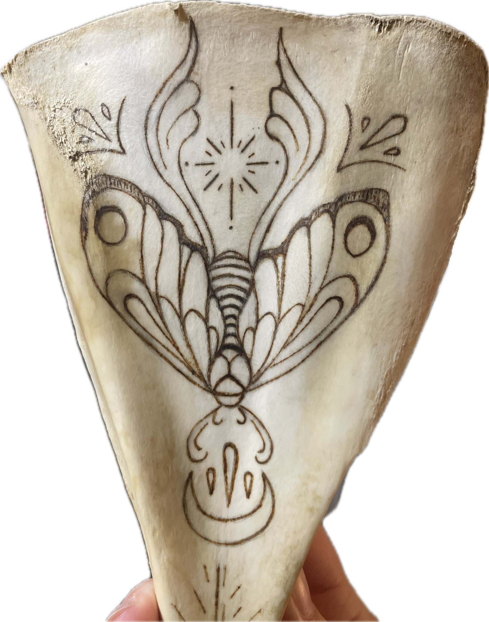 Moth design burned into bone